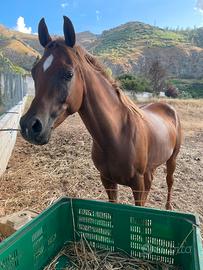 Cavallo arabo castrone