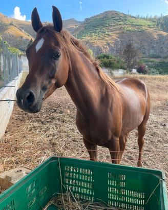 Cavallo arabo castrone