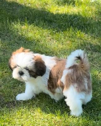 ShihTzu con pedigree ENCI
