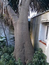 yucca elephantipes gigante
