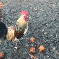 Galletto nano tipo legbar