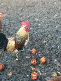 Galletto nano tipo legbar