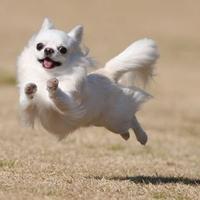 Chihuahua Disponibile per monta