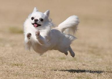 Chihuahua Disponibile per monta