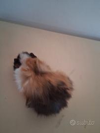 Cavie porcellini d'india