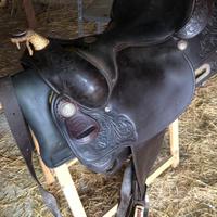 Sella americana billy cook