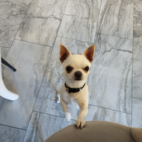 Chihuahua bianco pelo corto 15 mesi maschio