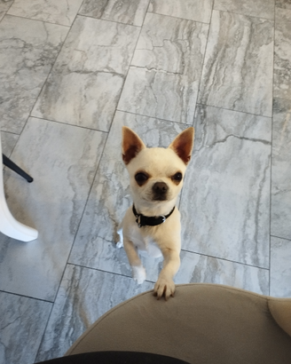 Chihuahua bianco pelo corto 15 mesi maschio