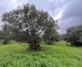 TER. RESIDENZIALE A LAMEZIA TERME