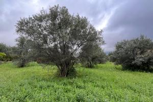 TER. RESIDENZIALE A LAMEZIA TERME