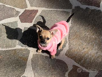 Cucciola PincherChihuahua