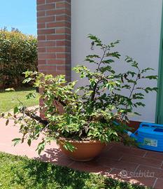 Pre-bonsai ceppaia carpino nero