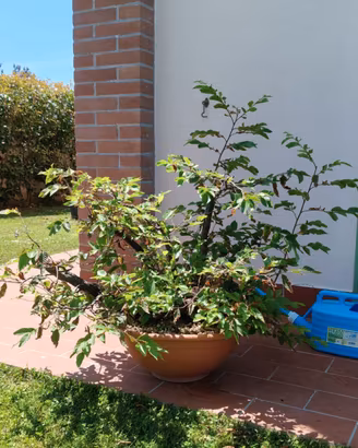 Pre-bonsai ceppaia carpino nero