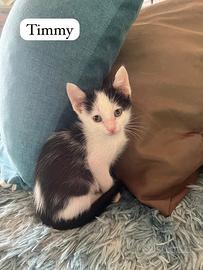 Timmy gattino 2 mesi