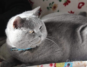 Maschio Scottish per accoppiamento