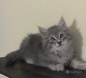 Splendido gattino Siberiano ipoallergenico