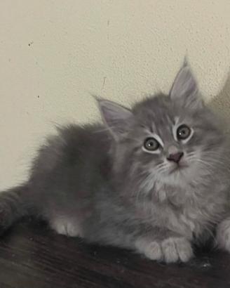 Splendido gattino Siberiano Blue silver tabby