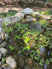 Nymphoides peltata pianta acquatica laghetto