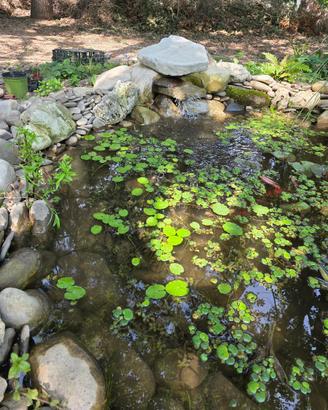 Nymphoides peltata pianta acquatica laghetto