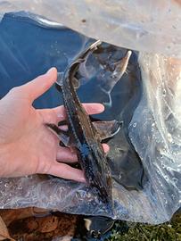 Pesci per laghetti pesci per acquario