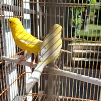 Canarini gialli e bianco dominante