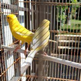 Canarini gialli e bianco dominante