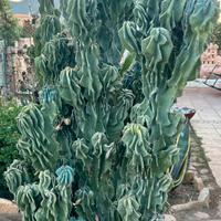 Cereus Peruvianus Mostruosa - 1 pezzo 10/15 cm