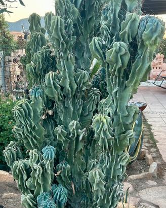 Cereus Peruvianus Mostruosa - 1 pezzo 10/15 cm