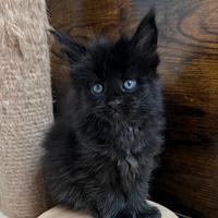 Maine coon cucciola black linea estera top