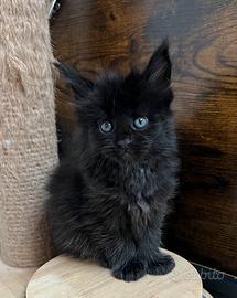 Maine coon cucciola black linea estera top