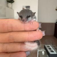 Minighiri mosaico super prezzi