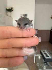 Minighiri mosaico super prezzi