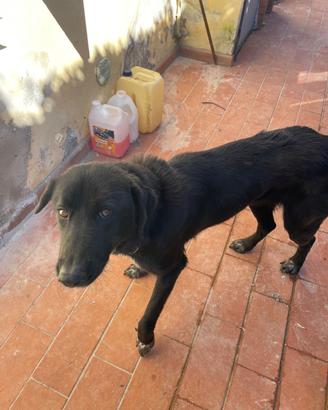 Canina