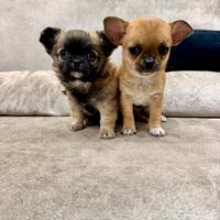 2 maschi Chihuahua