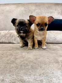2 maschi Chihuahua