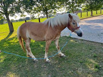 Cavalla haflinger