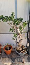pianta tipo bonsai 1,5 mt di altezza