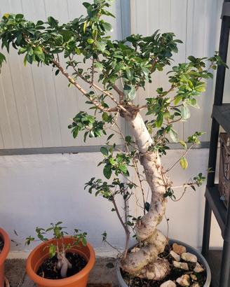 pianta tipo bonsai 1,5 mt di altezza