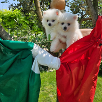 Volpini Italiani di Giò