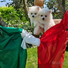 Volpini Italiani di Giò