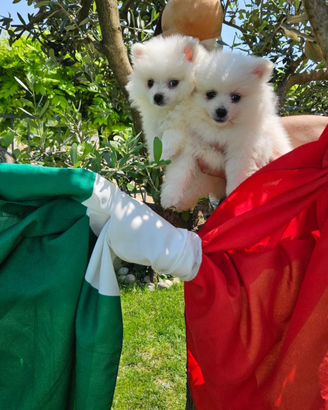 Volpini Italiani di Giò