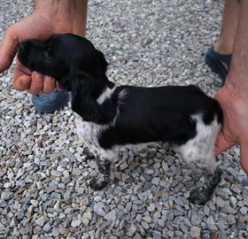 Cucciolo di breton