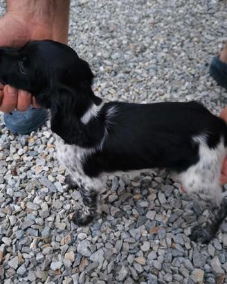 Cucciolo di breton