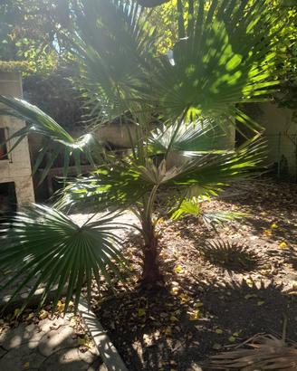 pianta