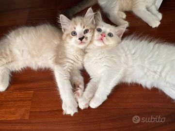 Cucciolo Ragdoll Udine maschio