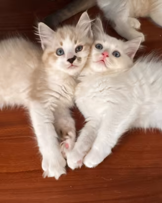 Cucciolo Ragdoll Udine maschio