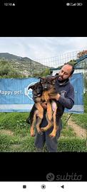Cuccioli di pastore tedesco