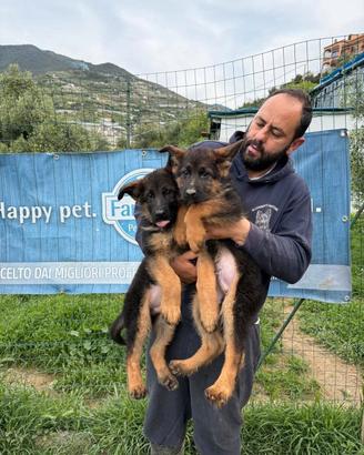 Cuccioli di pastore tedesco