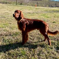 Setter irlandese disponibile per monta