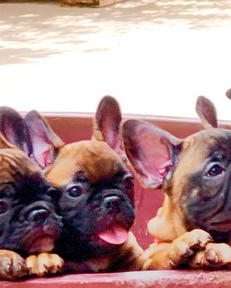 Cuccioli Bulldog Francese